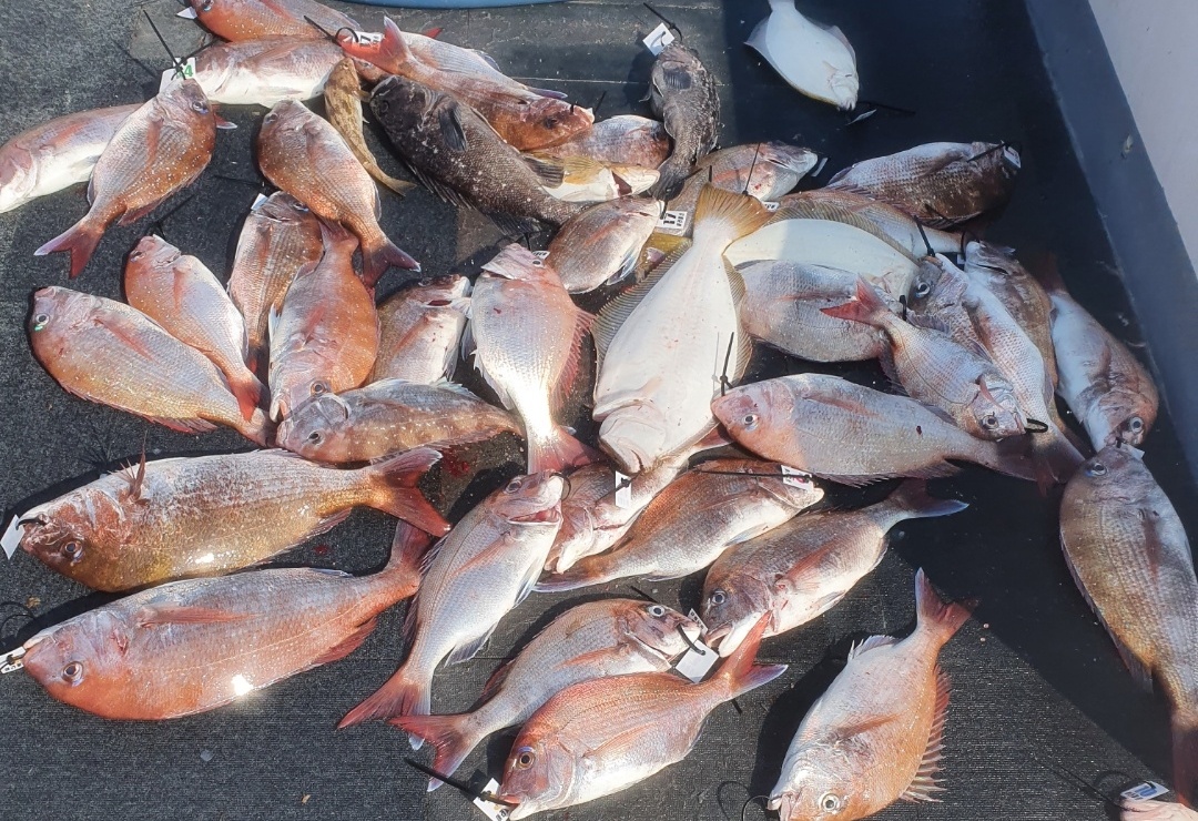 [아라호] 6월 20일 참돔타이라바