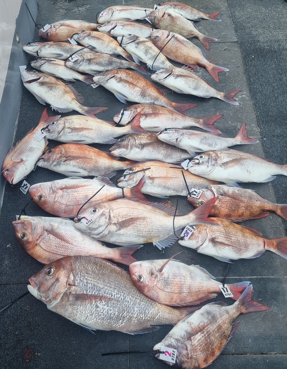 [아라호&아라2호] 6월 18일 참돔타이라바 출조