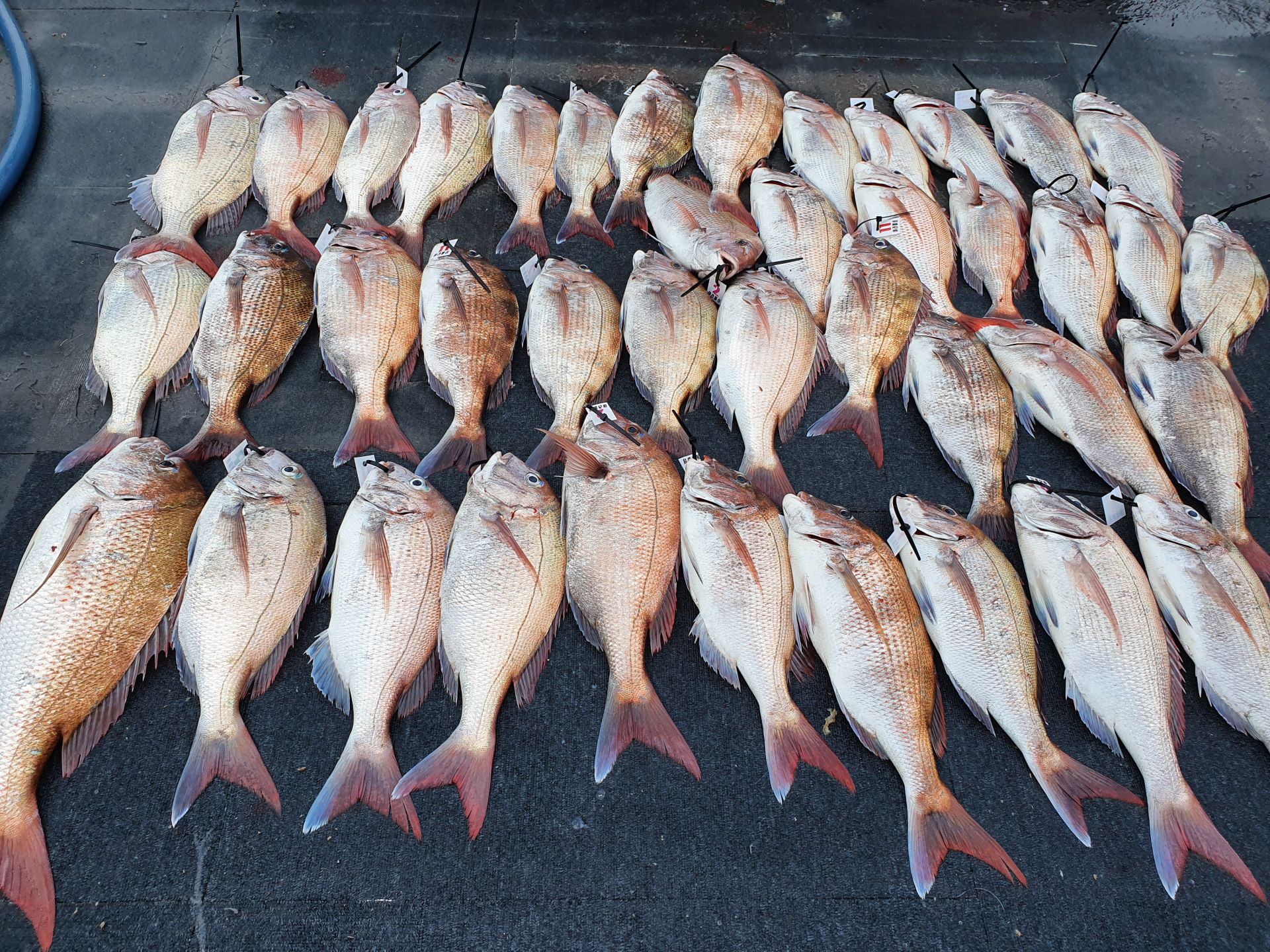 [아라호&아라2호] 6월 15일 참돔출조 조황