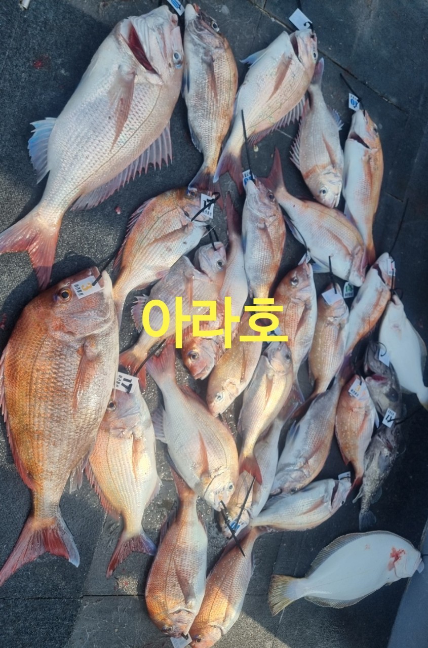 [아라호] 6월 21일 참돔(9인출조)