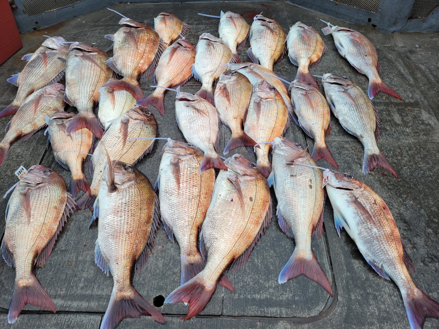 [아라2호] 6월 17일 참돔조황