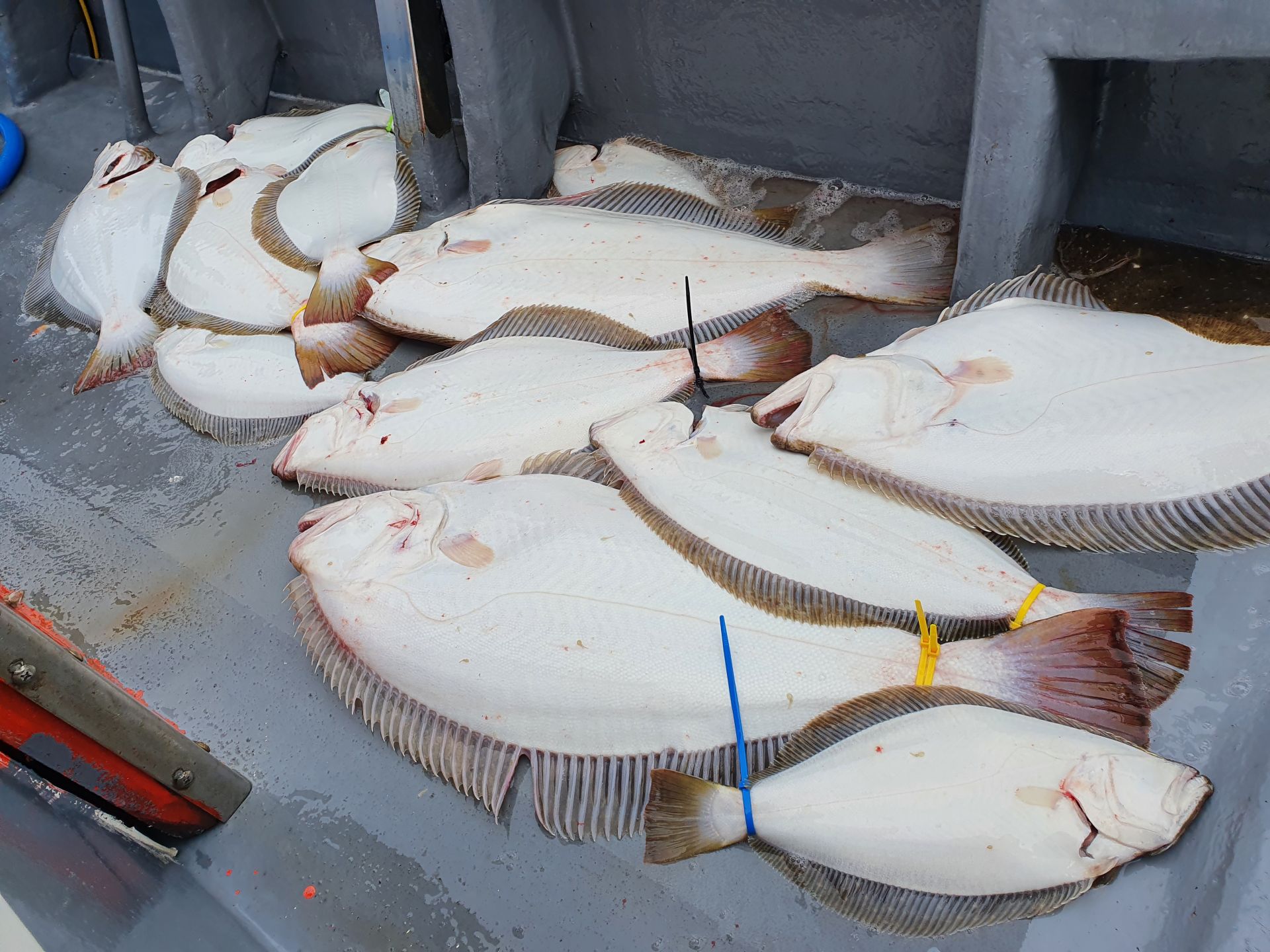 [12인승지니호] 6월 4일 대광어출조 조황