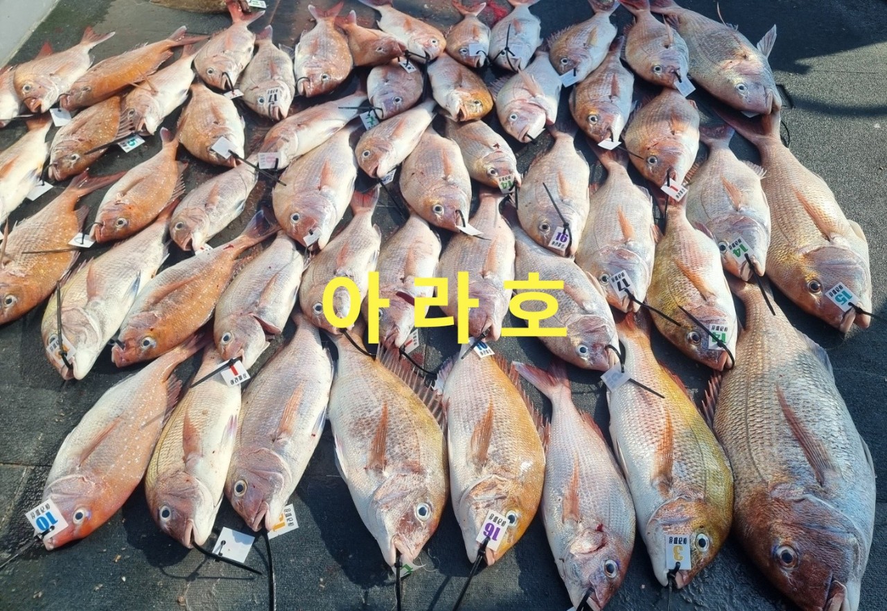 [아라호&아라2호] 6월 24일 참돔출조 조황