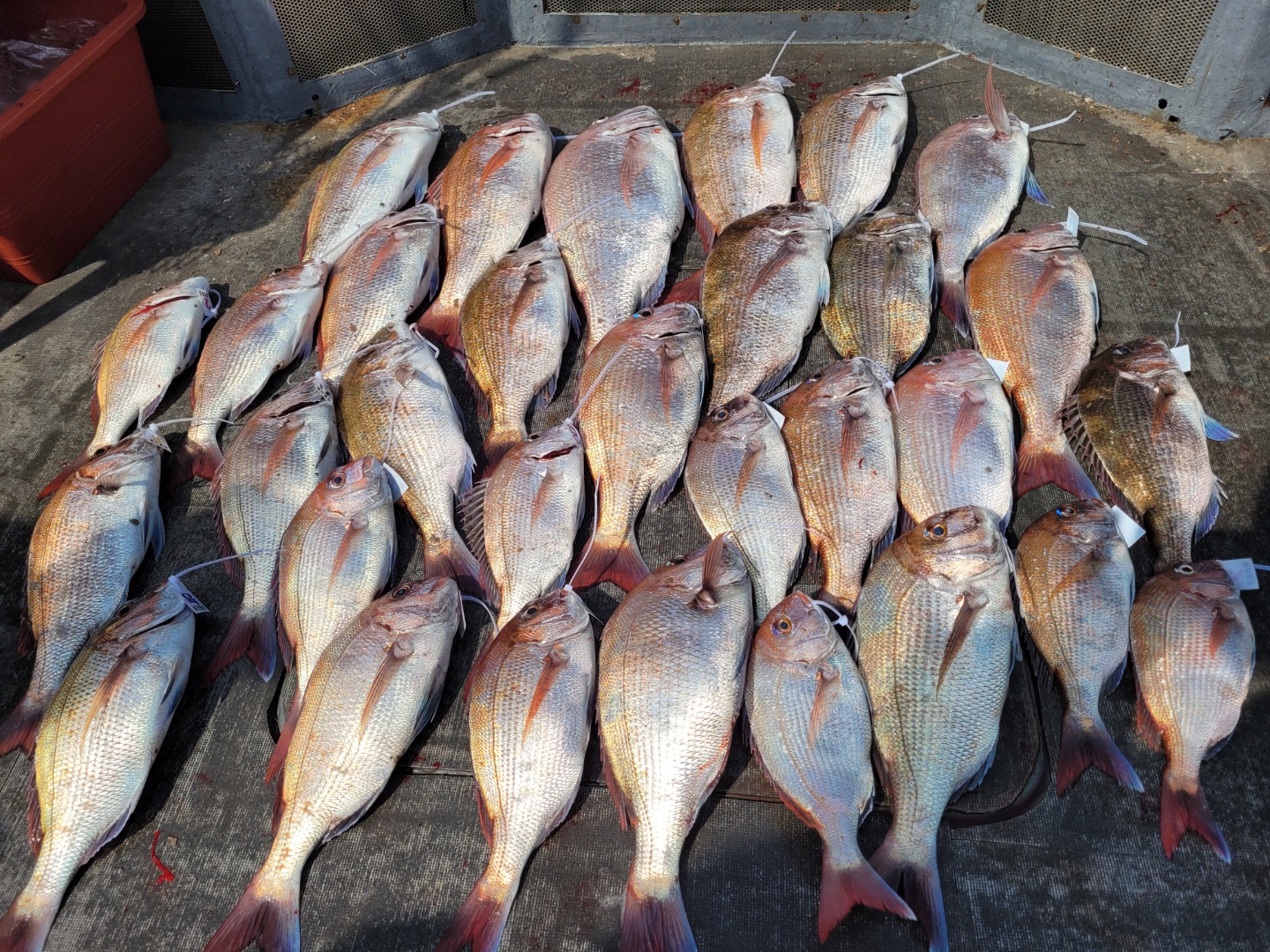 [아라호&아라2호] 6월 13일 참돔출조 조황