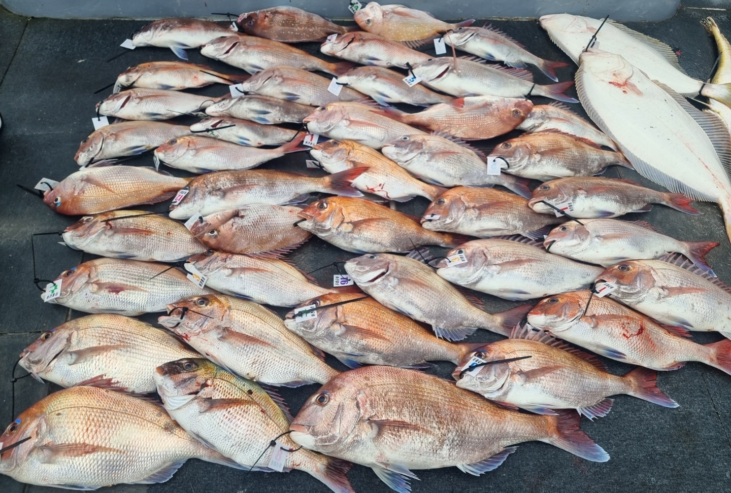 [아라호&아라2호] 6월 10일 참돔타이라바 조황