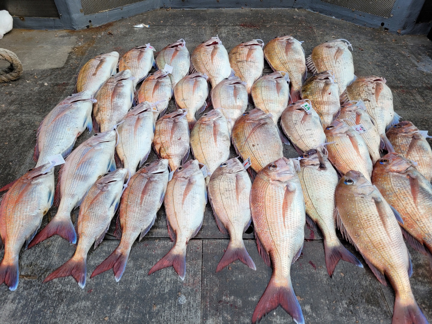 [아라2호] 6월 12일 참돔출조 조황