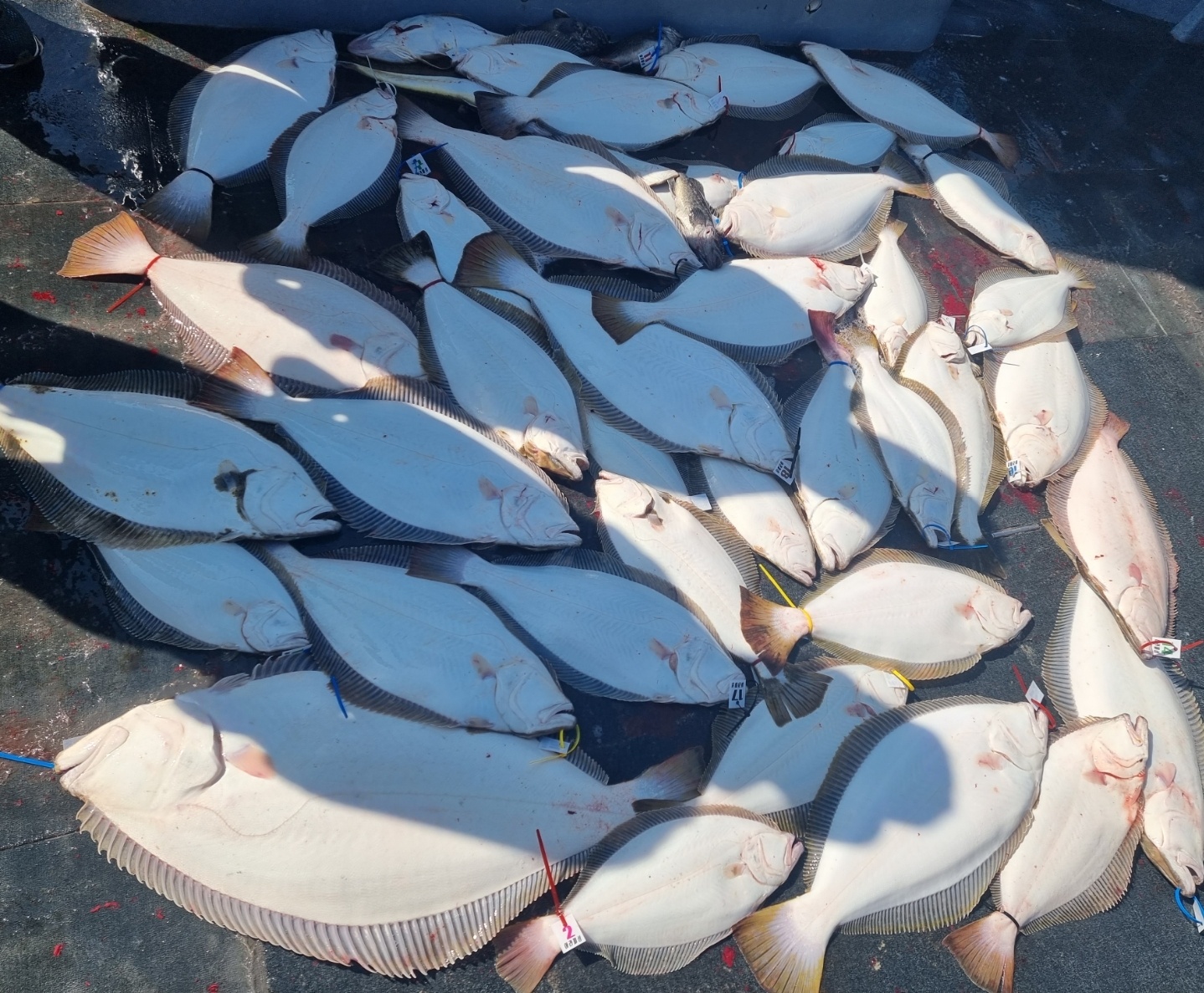 [아라호] 6월 1일 대광어조황~~~^^