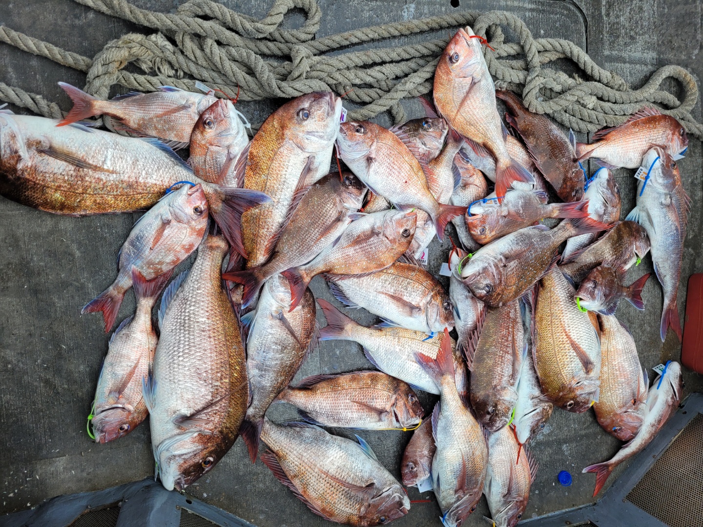 [아라2호] 6월 5일 참돔출조 조황