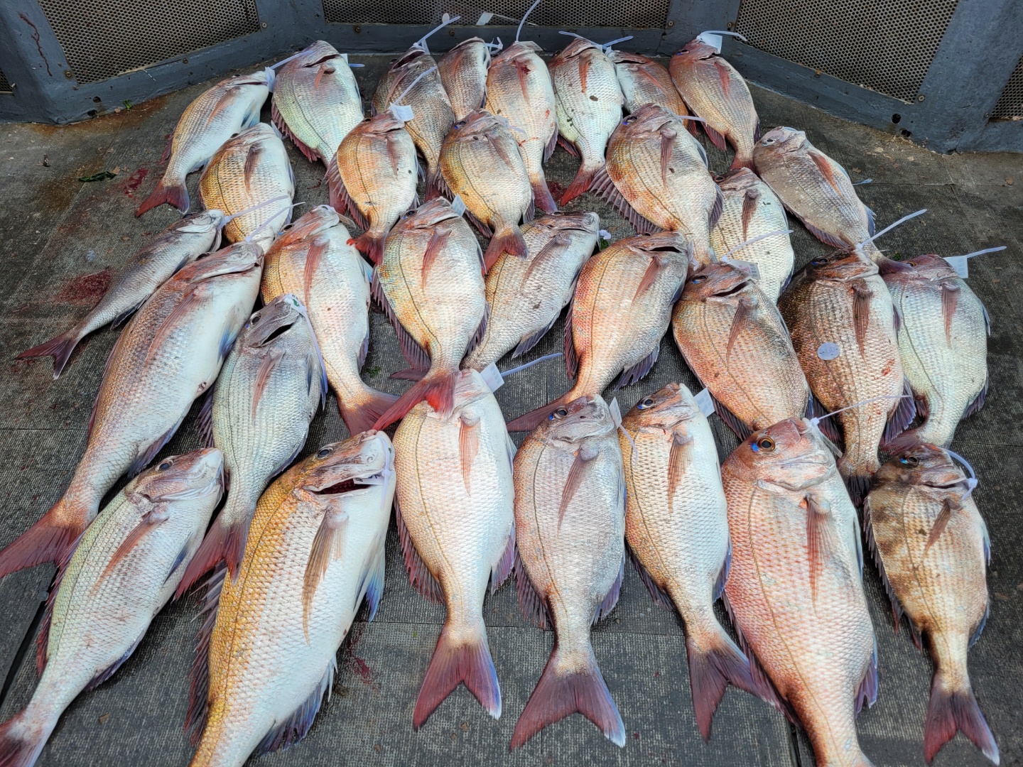 [아라2호] 6월 14일 참돔출조 조황