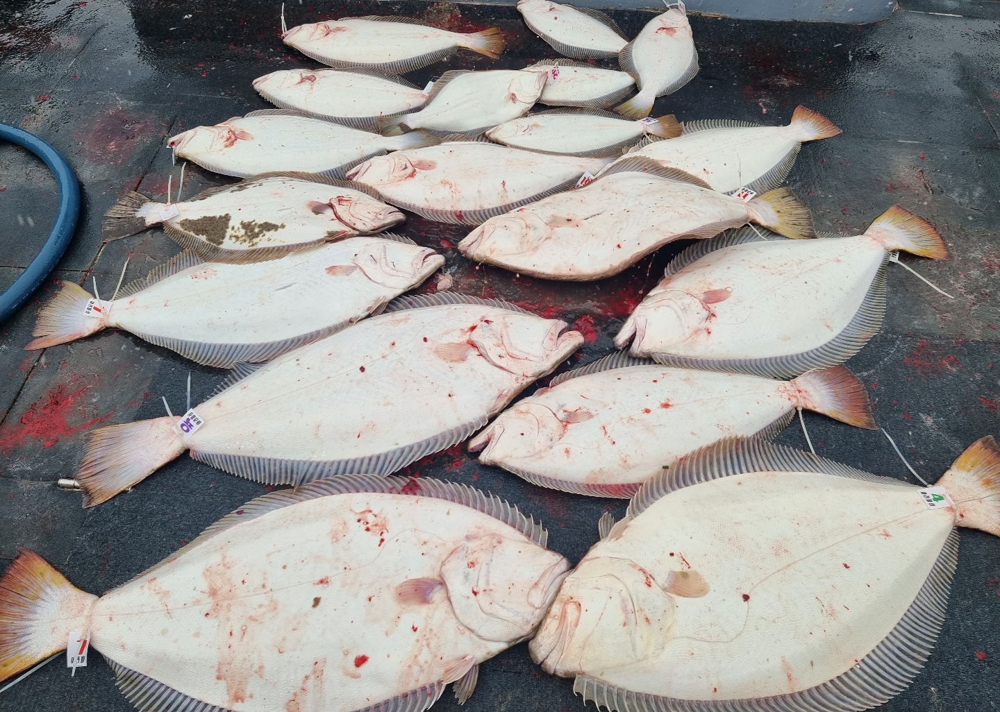 [아라호] 6월 4일 대광어출조 조황