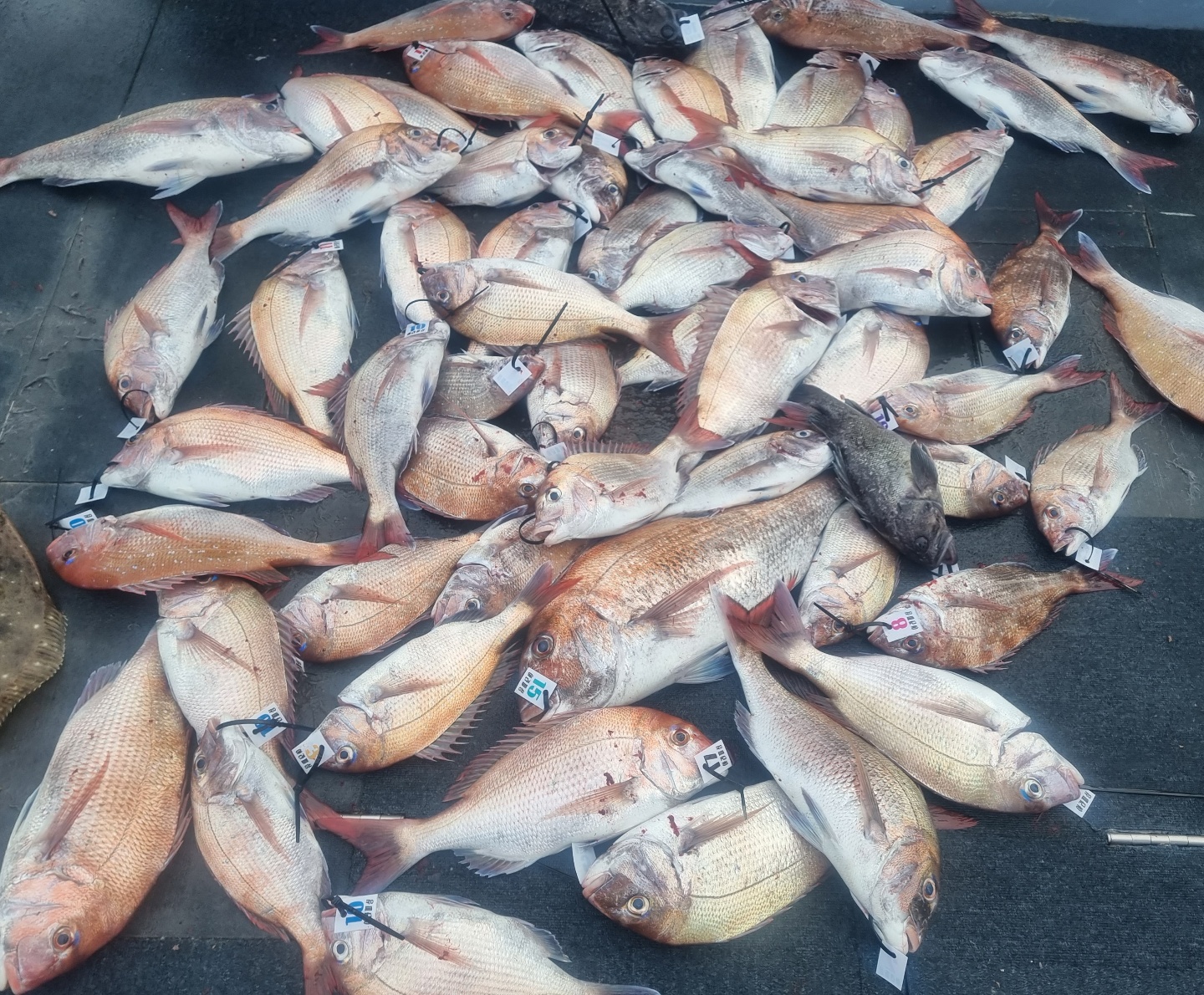 [아라호&아라2호] 6월 19일 참돔타이라바 조황