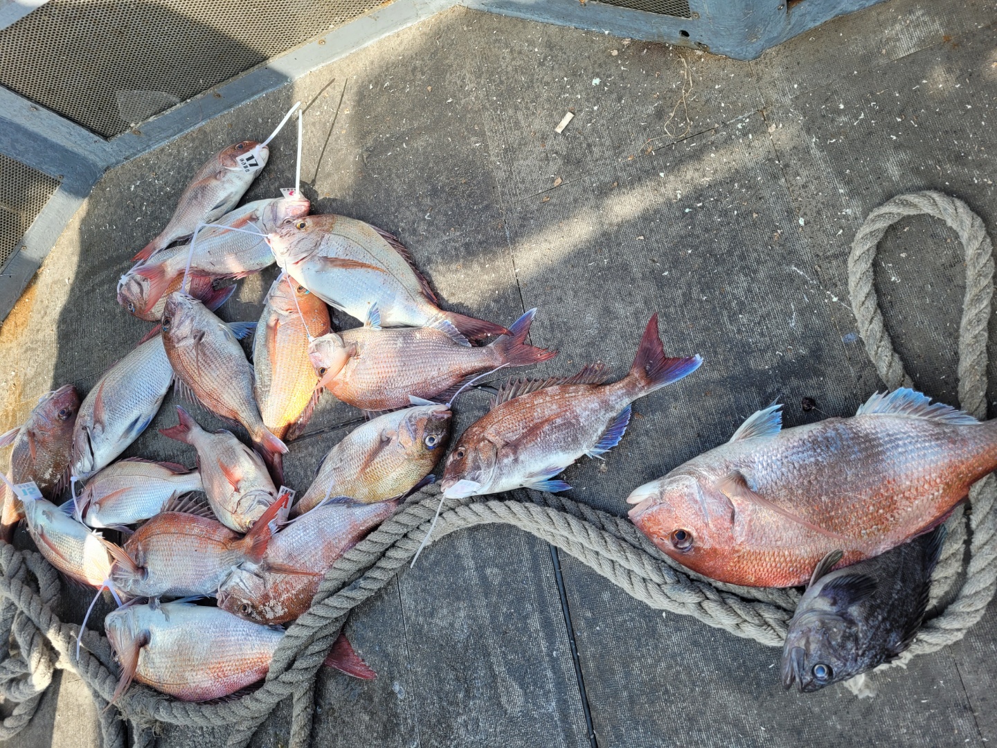 [아라호&아라2호]7월 조황 모음