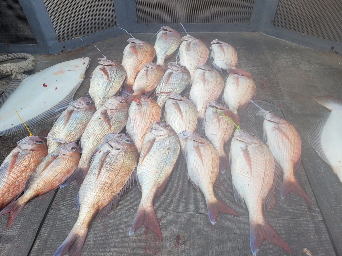 [아라2호] 7월 12일  참돔조황