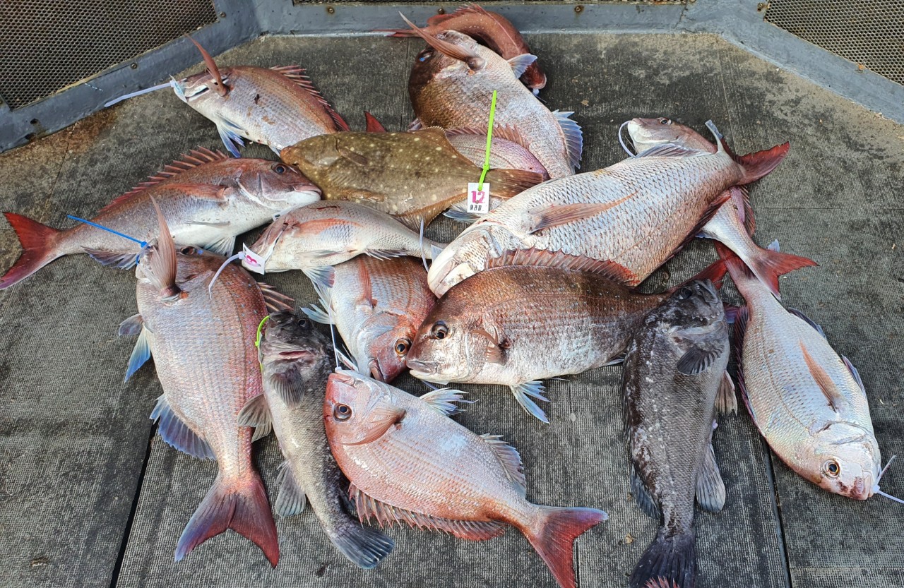 [아라2호] 7월 28일 참돔조황