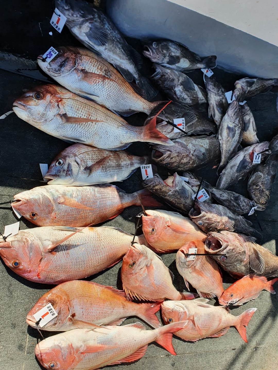 [아라호] 7월 25일 참돔조황