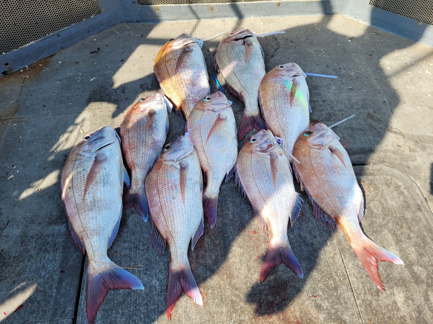 [아라호&아라2호] 7월 16일 참돔출조 조황