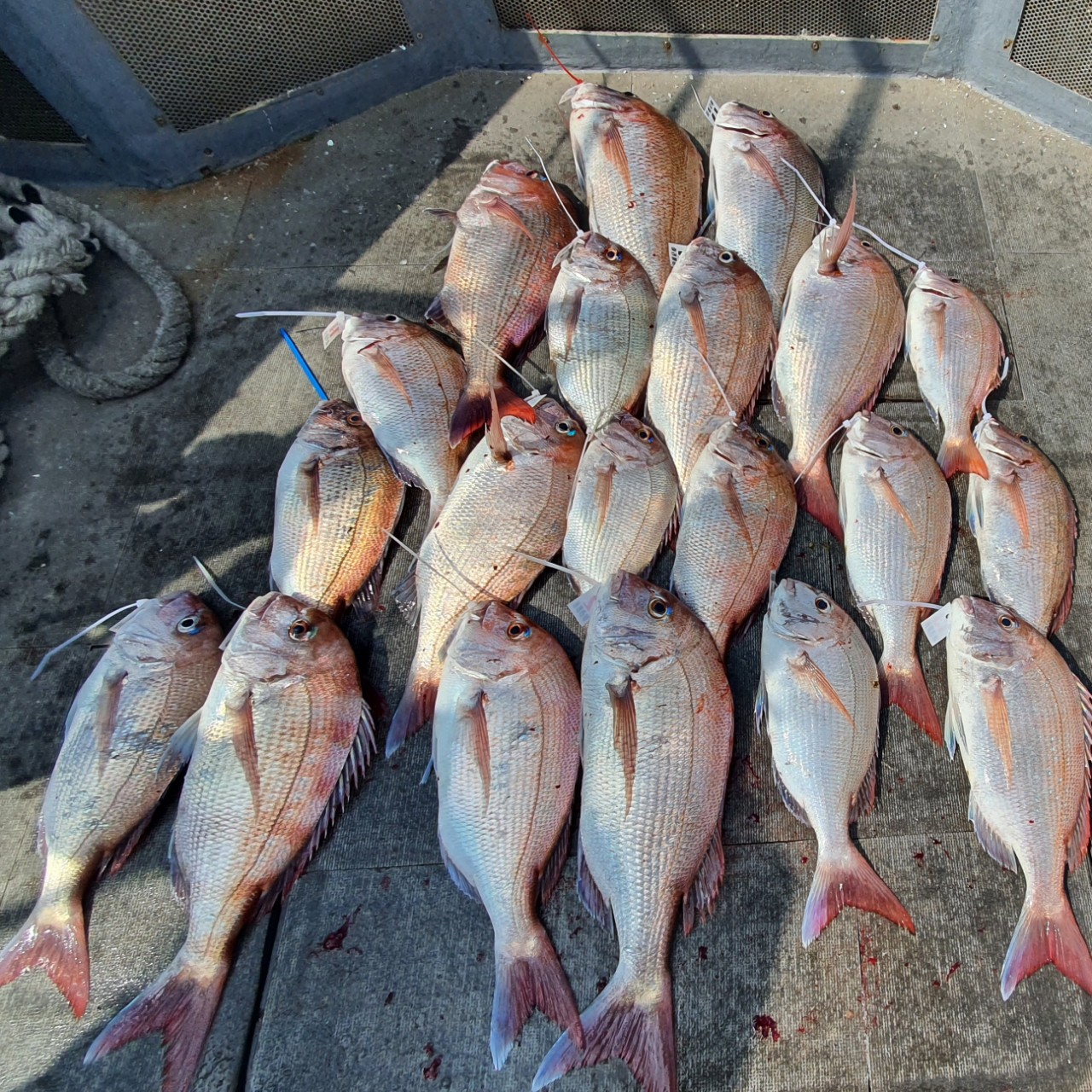 [아라2호] 7월 19일 참돔 조황