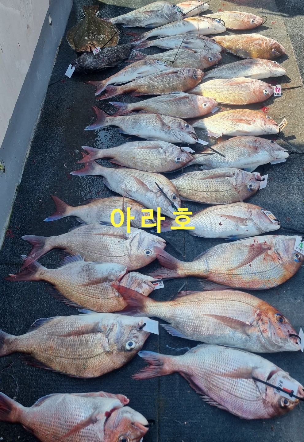 [아라호&아라2호] 7월 2일 참돔조황