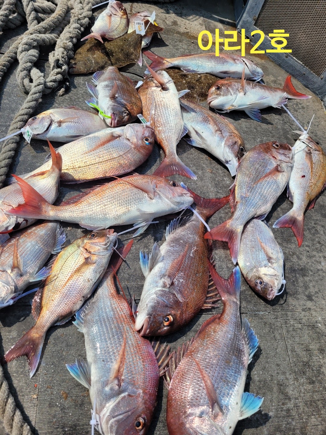 [아라호&아라2호]7월 5일 참돔조황