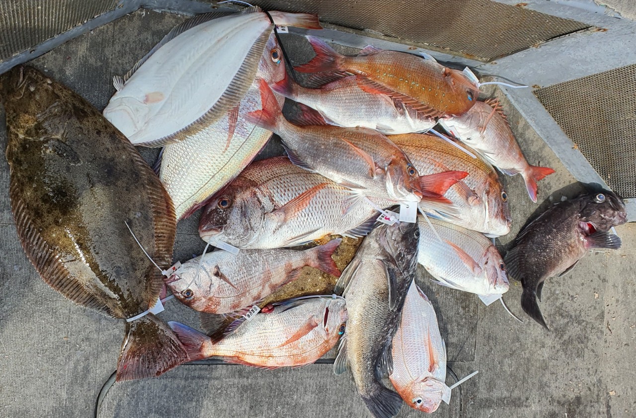 [아라2호] 7월 30일 참돔조황