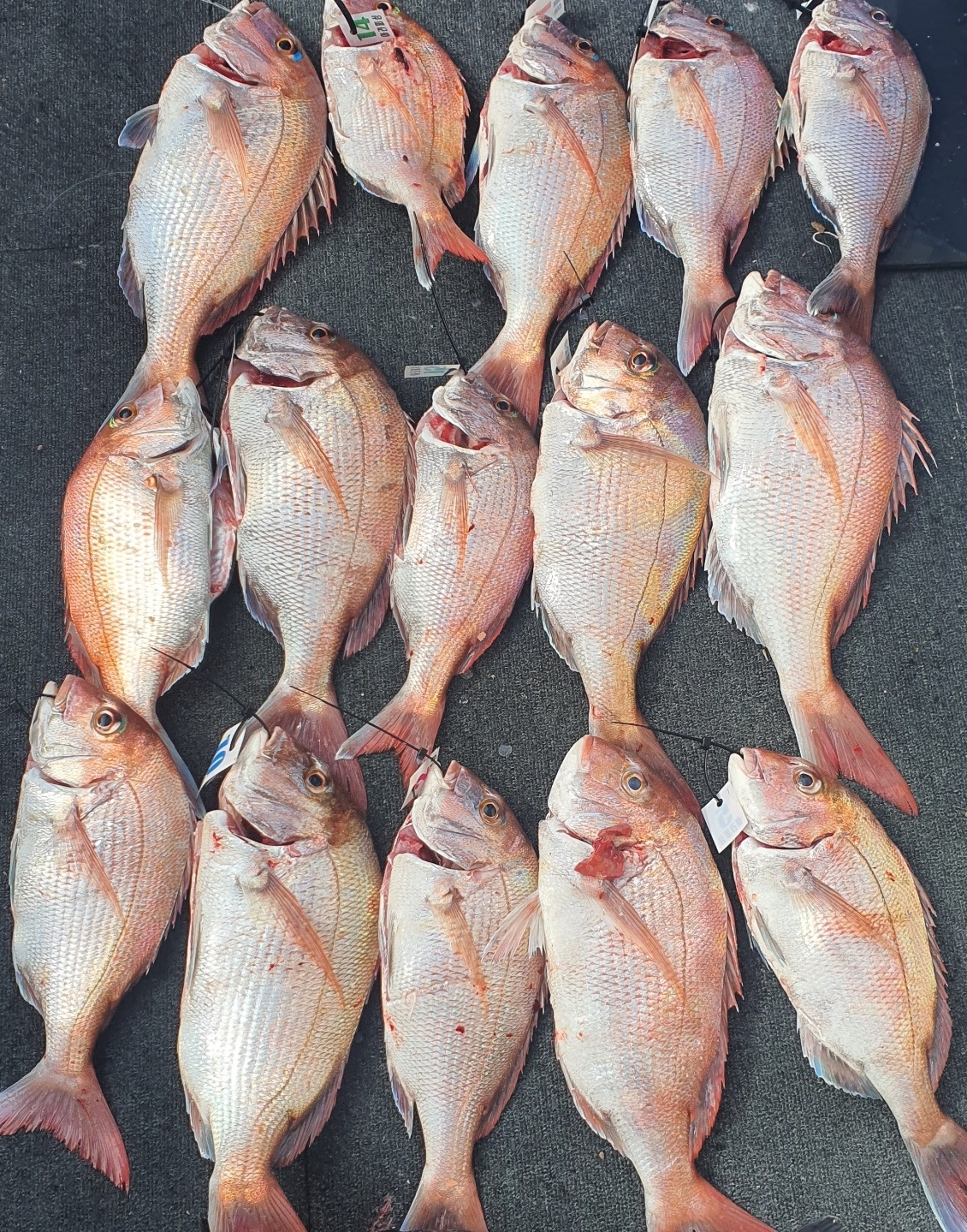 [아라호] 7월 18일 참돔 조황