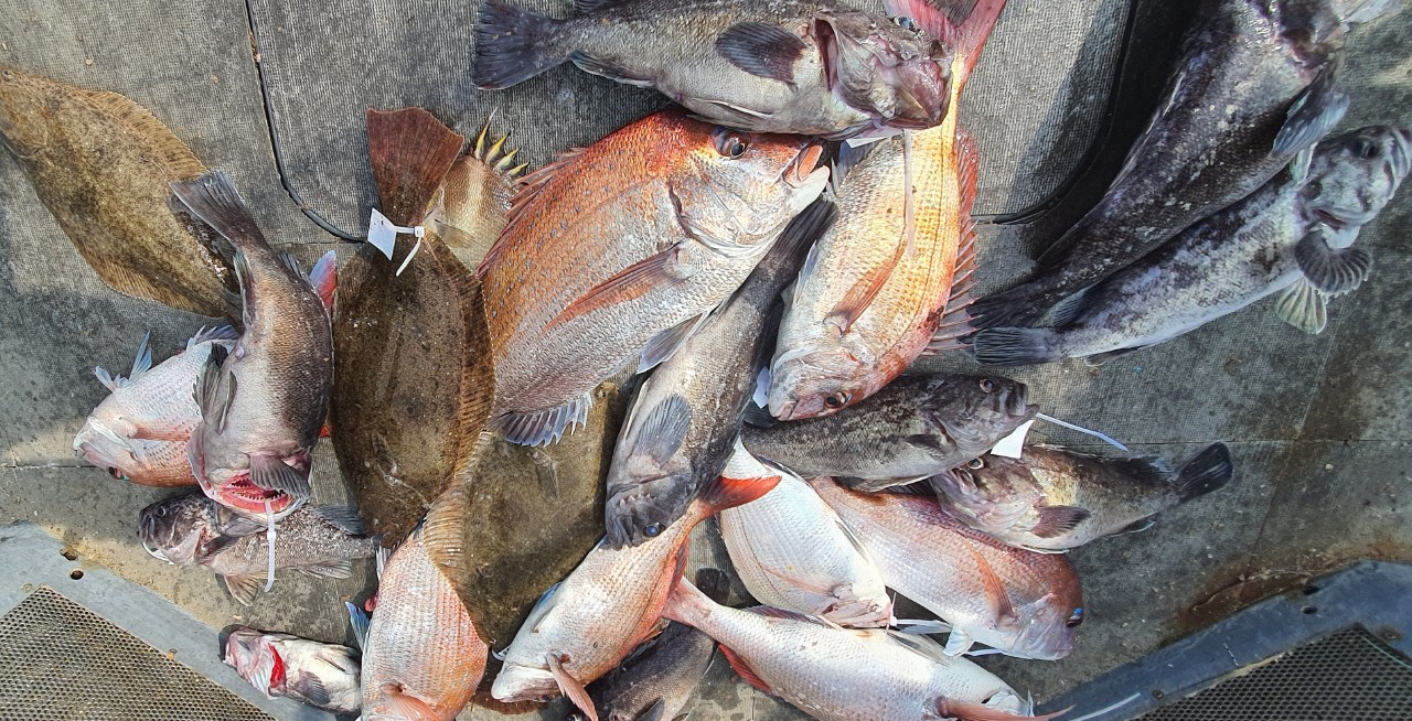 [아라2호] 7월 26일 참돔조황