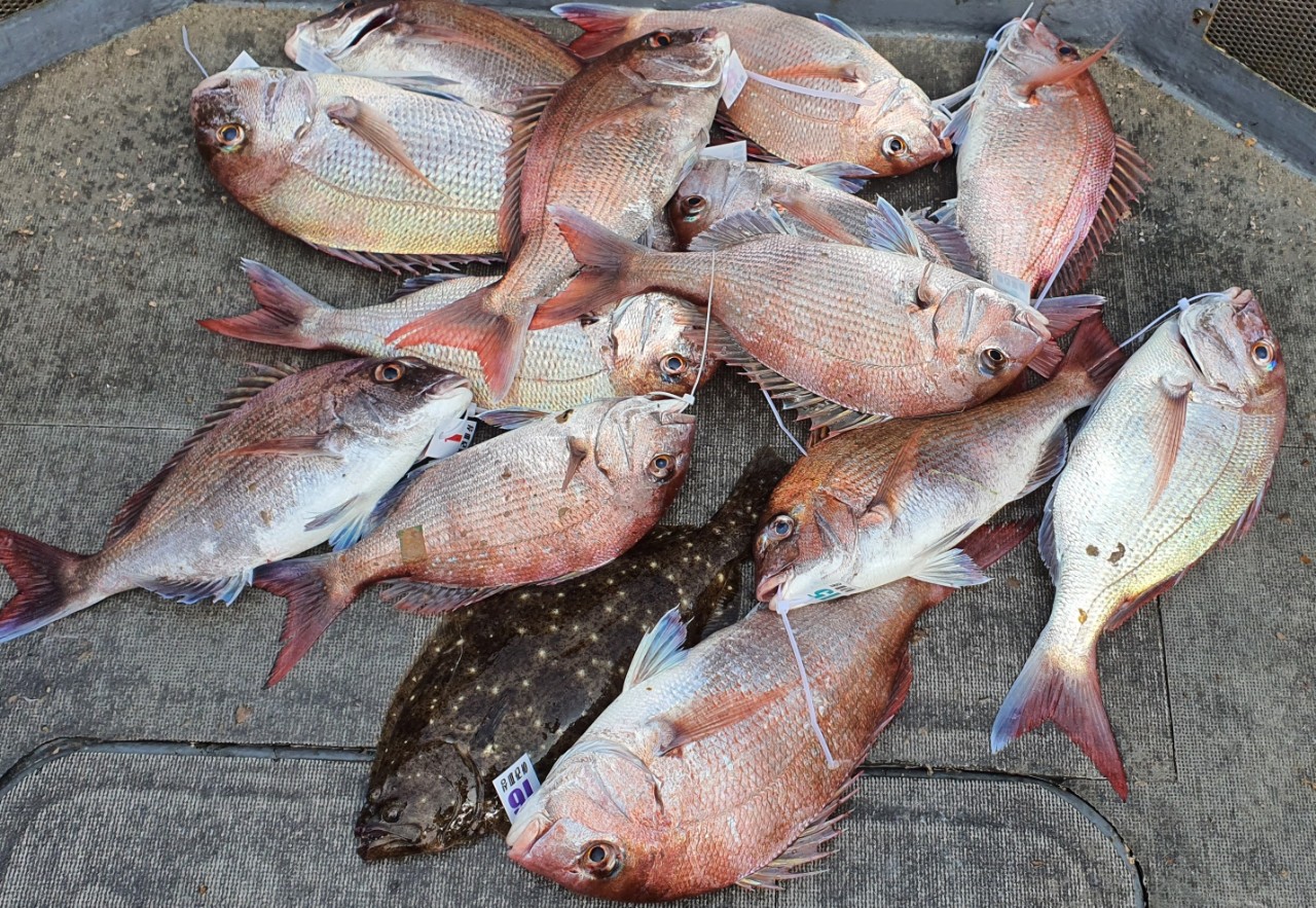 [아라2호] 7월 24일 참돔 조황