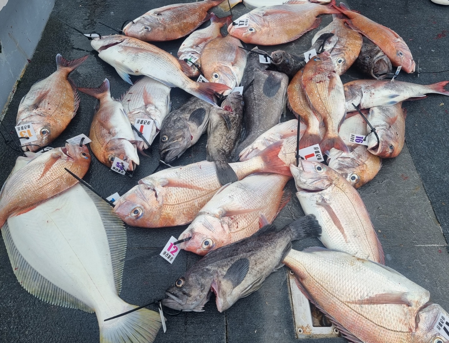 [아라호] 7월 7일  참돔 조황