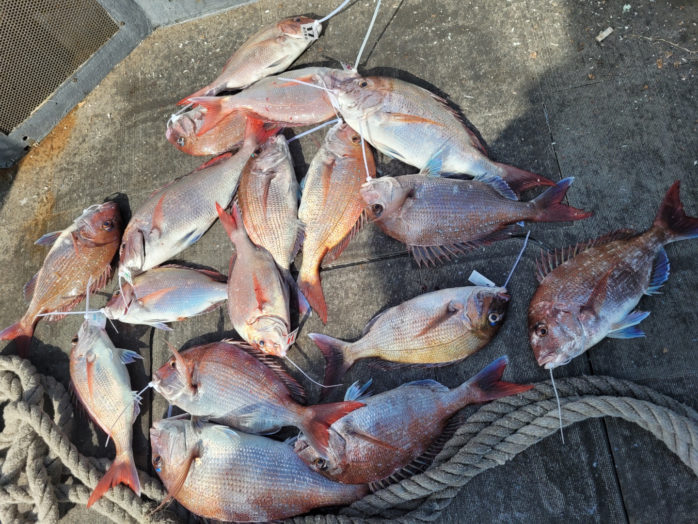 [아라2호] 7월 9일 참돔조황