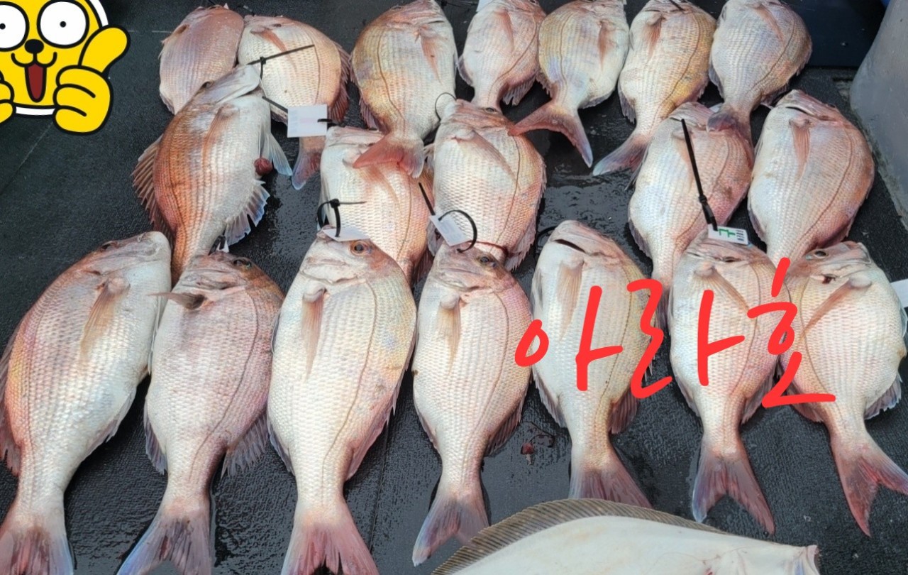 [아라호&아라2호] 7월 31일 참돔출조 조황