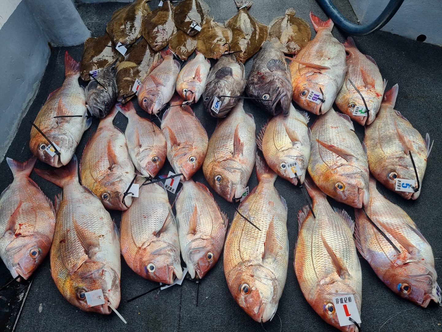 [아라호] 7월 29일 참돔조황