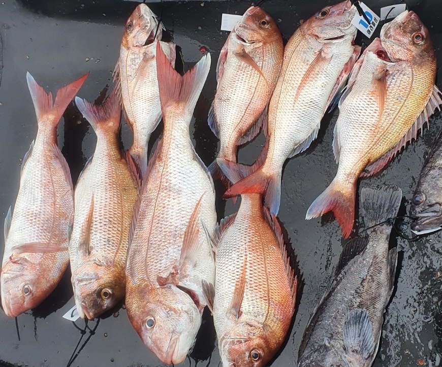 [아라호] 7월 23일 참돔 조황