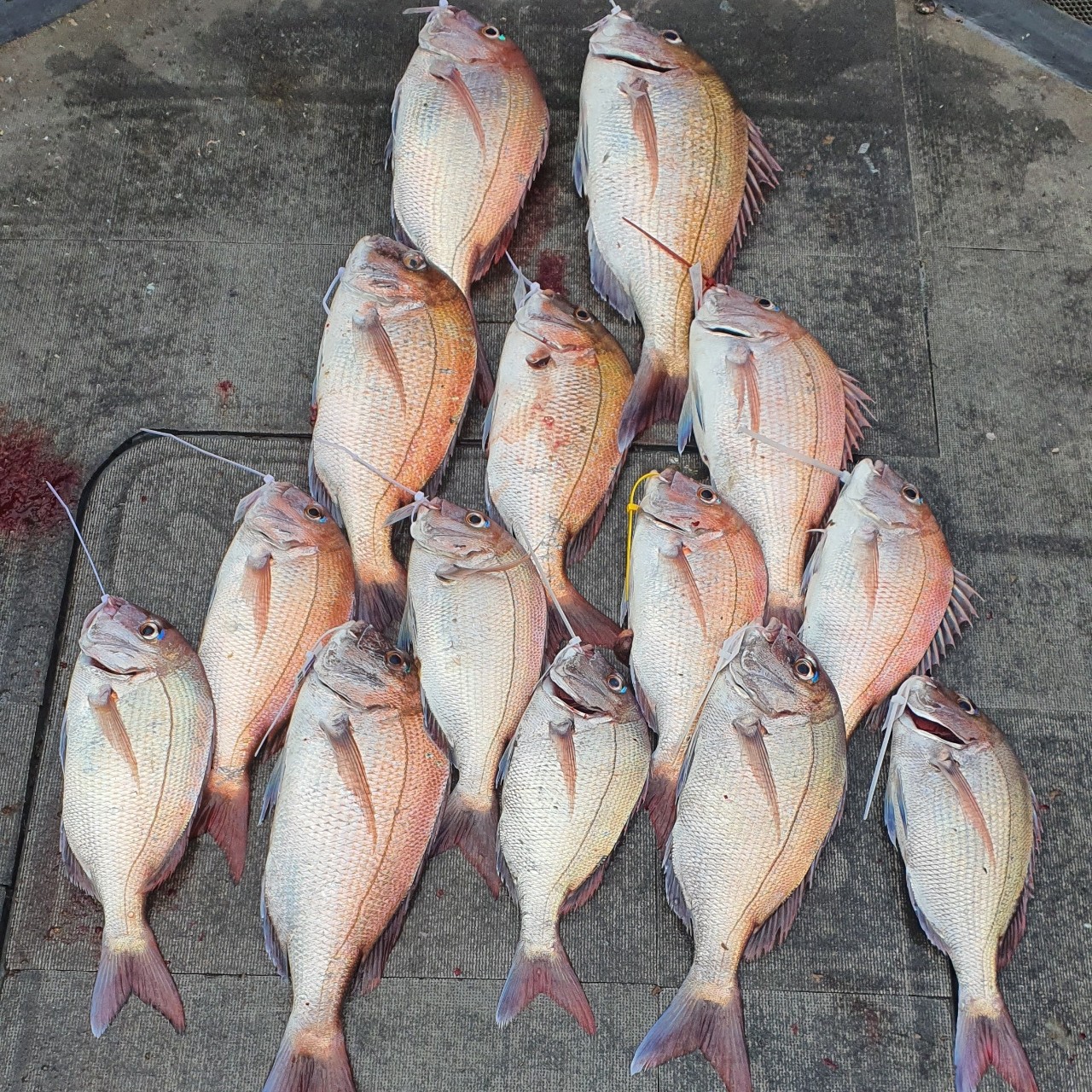 [아라2호] 7월 20일 참돔조황