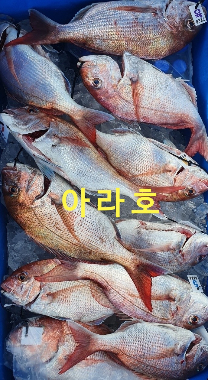 [아라호&아라2호] 7월 17일 참돔 조황