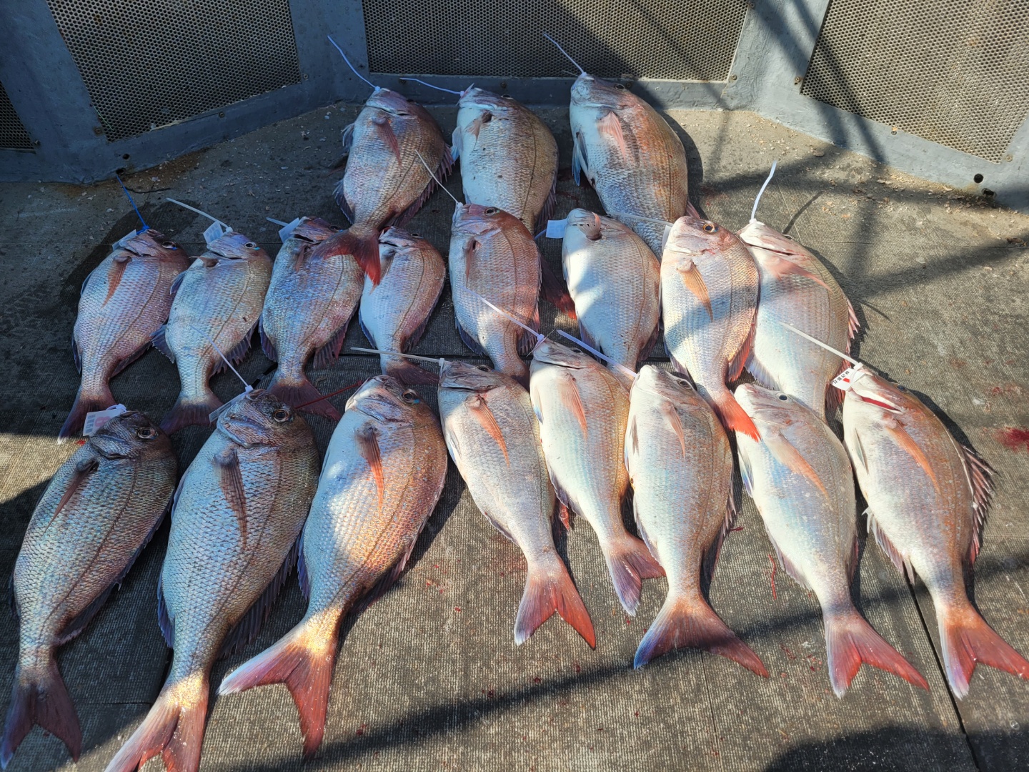 [아라2호] 7월 15일 참돔 조황