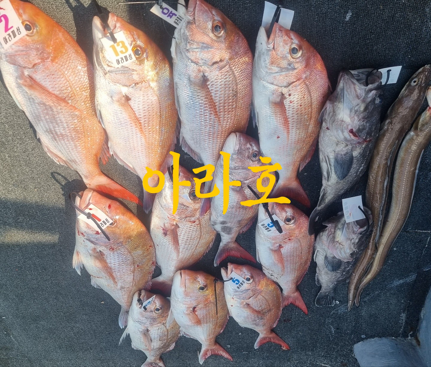 [아라호] 8월 6일 참돔 7명출조조황