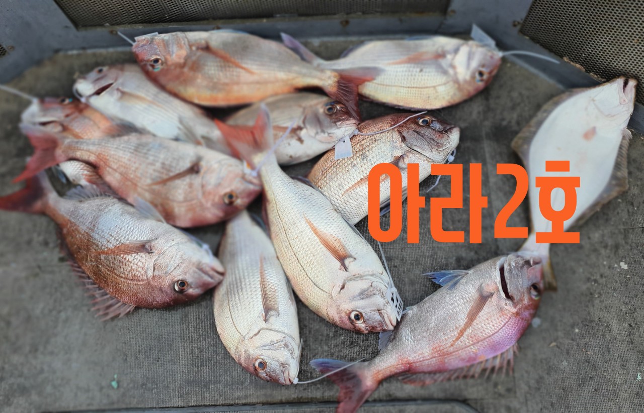 [아라2호] 8월 7일 조황