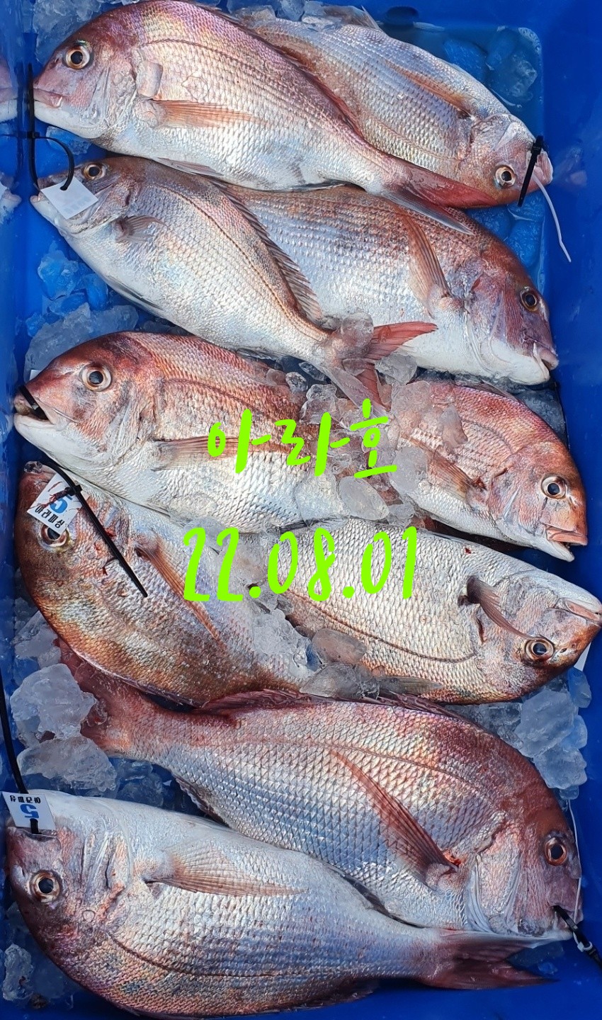 [아라호] 8월 1일 참돔 조황 (10인출조)