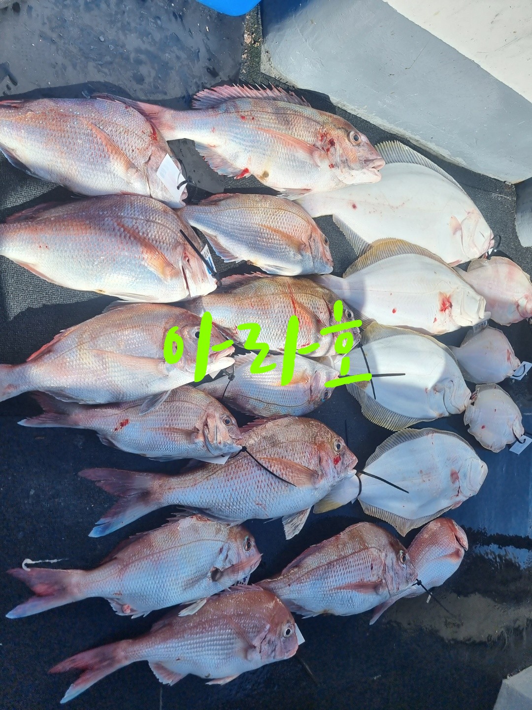 [아라호&아라2호] 8월 20일 참돔출조 조황