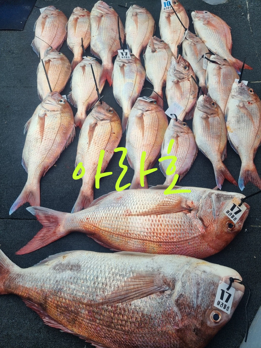 [아라호&아라2호] 8월 14일 참돔출조 조황