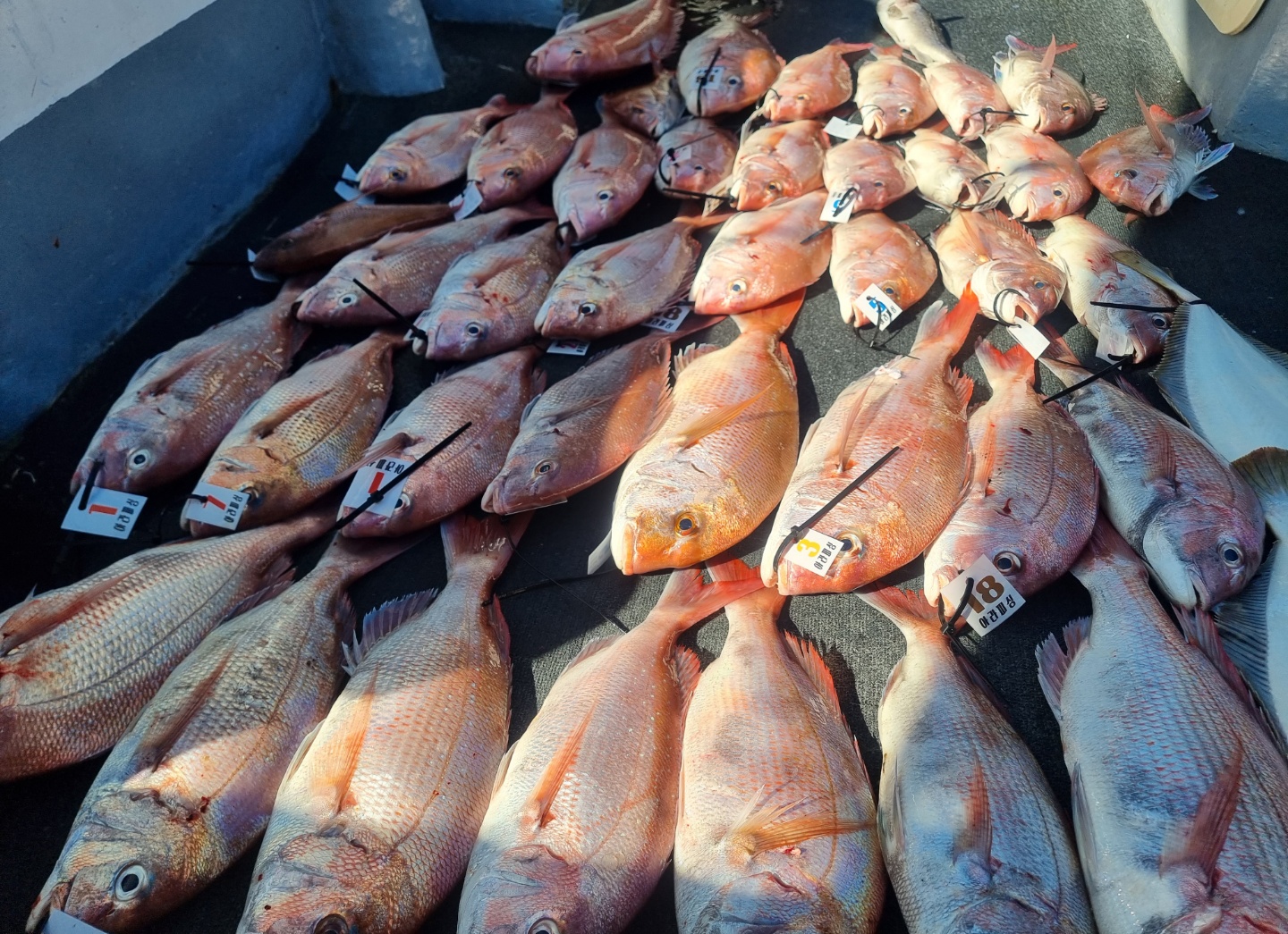 [아라호] 8월 17일 참돔조황 (9인출조40수)