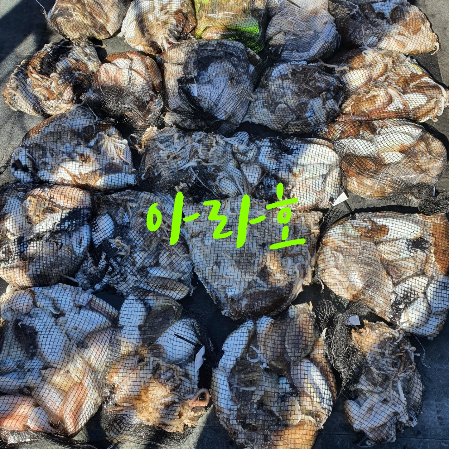 [아라호] 9월 24일 조황 (쭈갑출조)