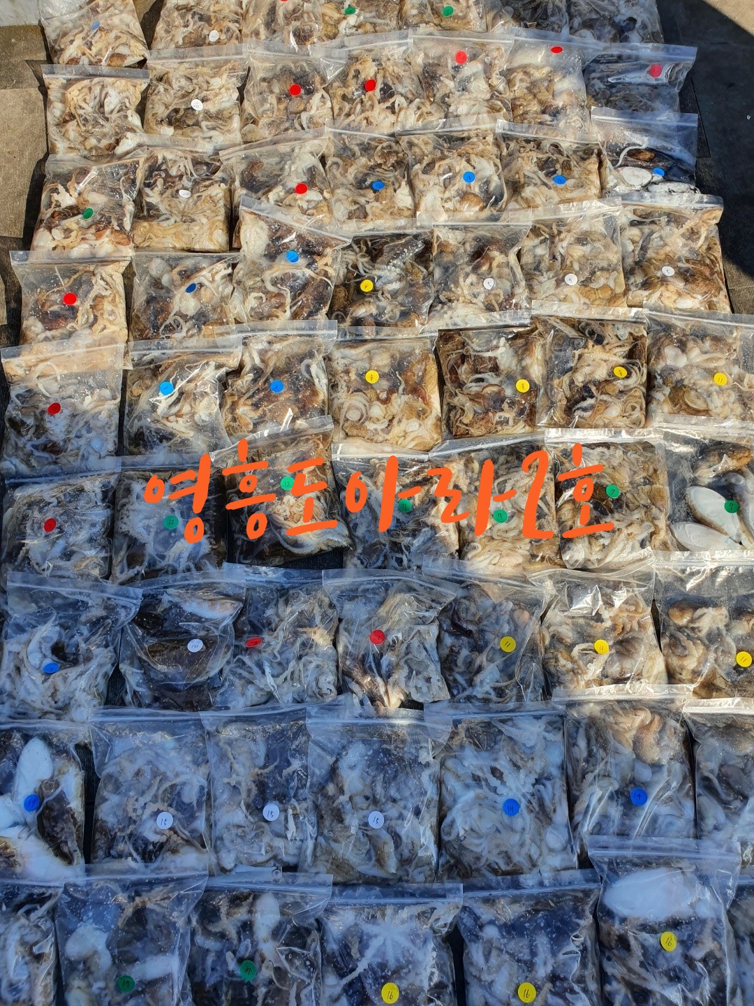 [아라2호] 9월 7일 조황 (쭈갑출조)