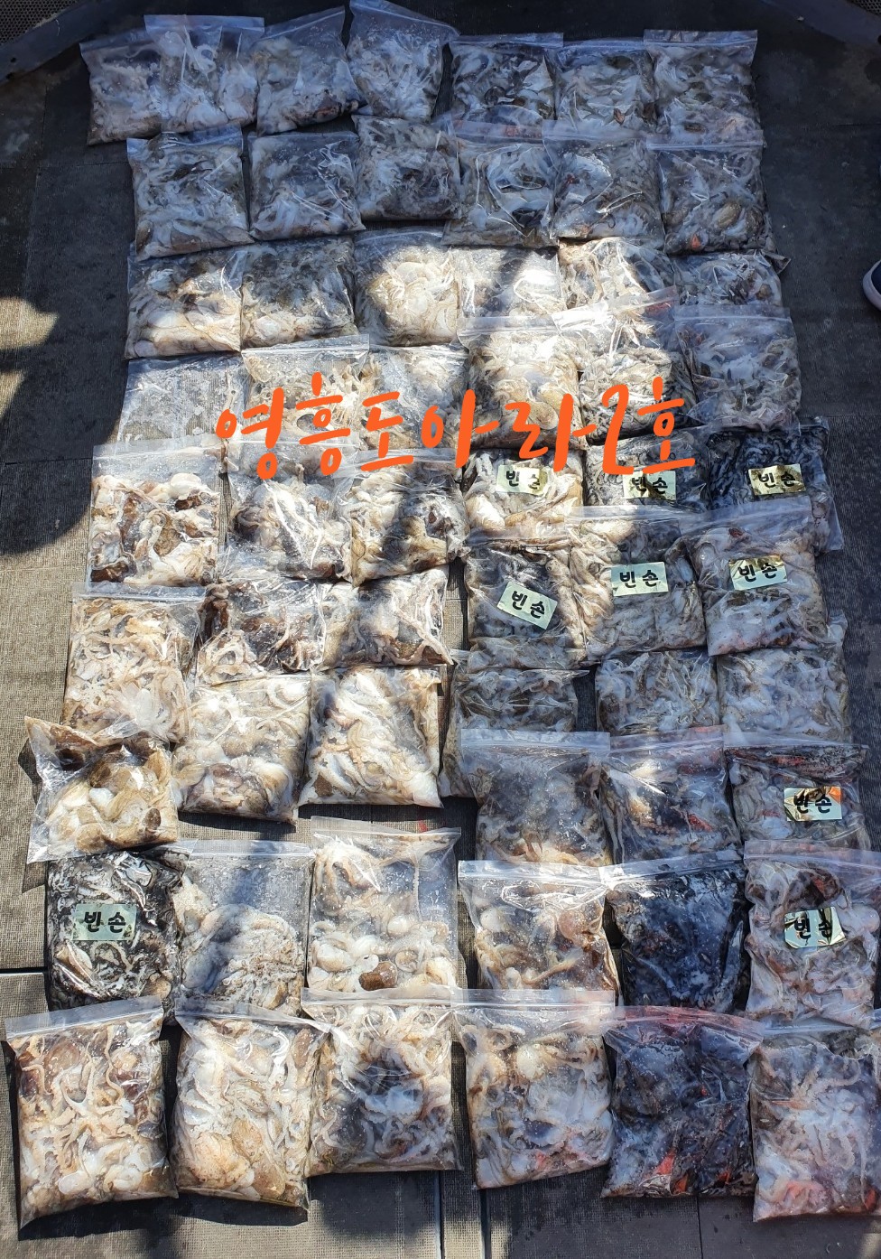 [아라2호] 9월 2일  주꾸미출조 조황