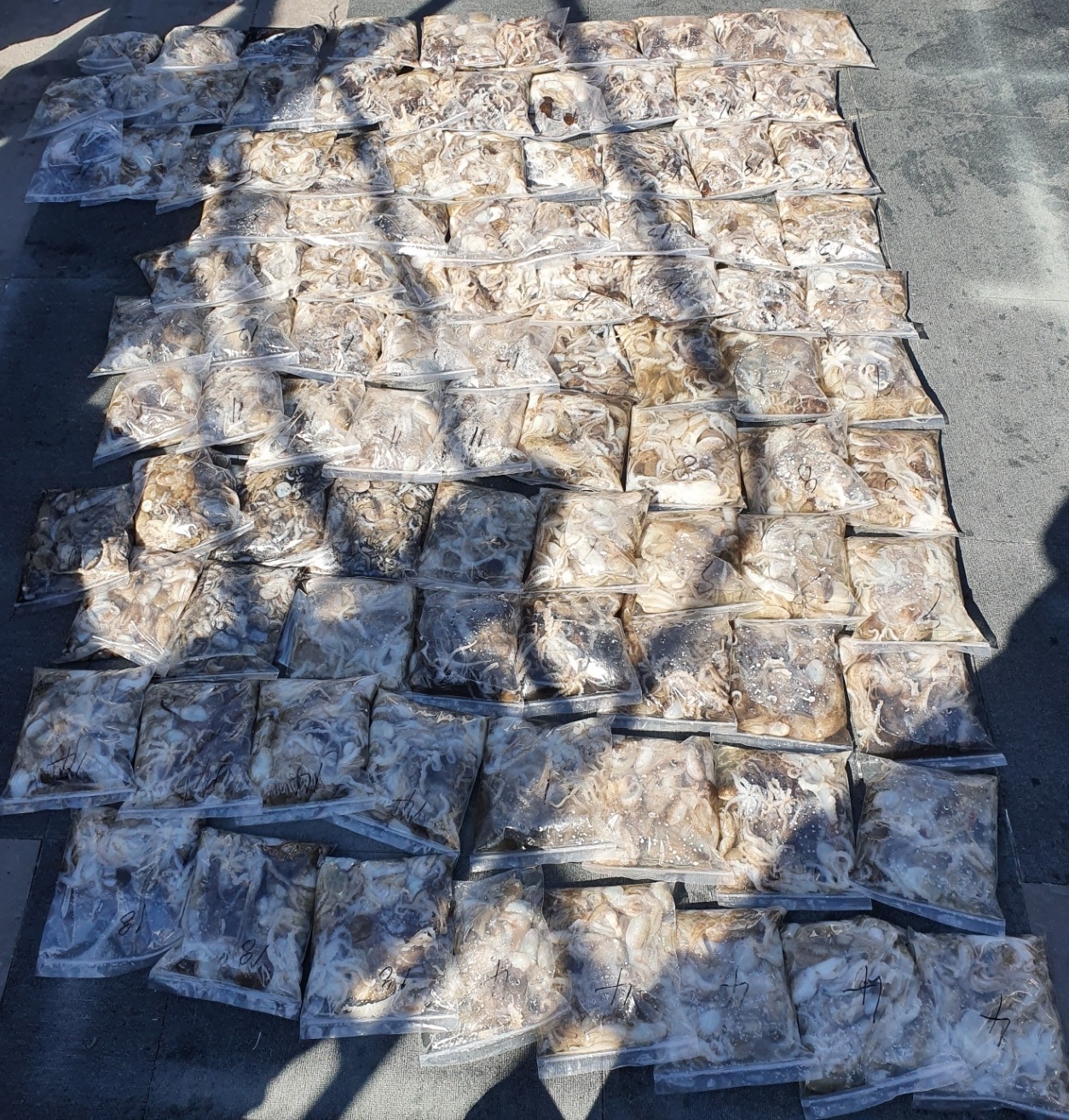 [아라호] 9월 1일 주꾸미 첫 출조 조황