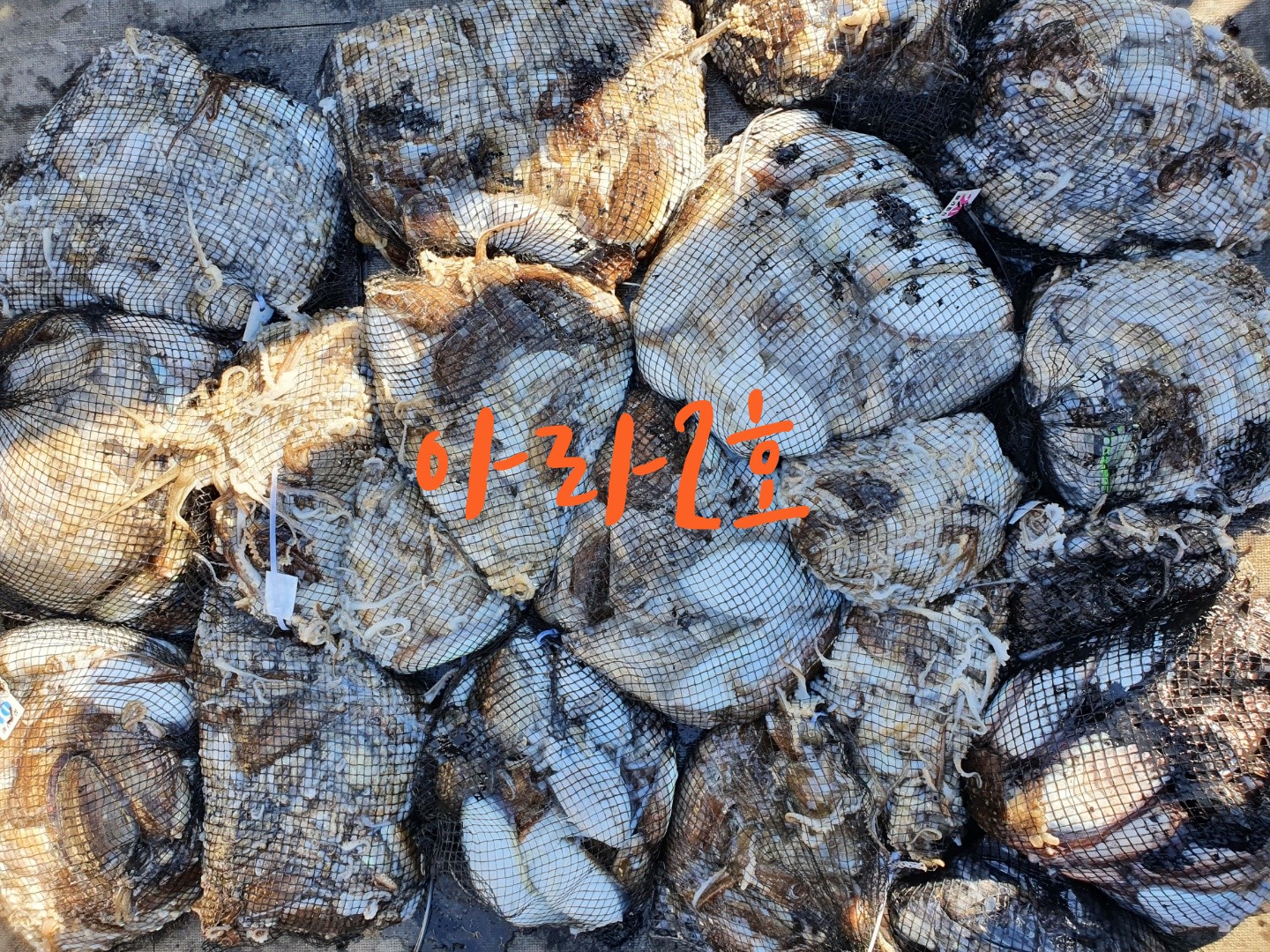 [아라2호] 9월 21일 쭈갑 조황