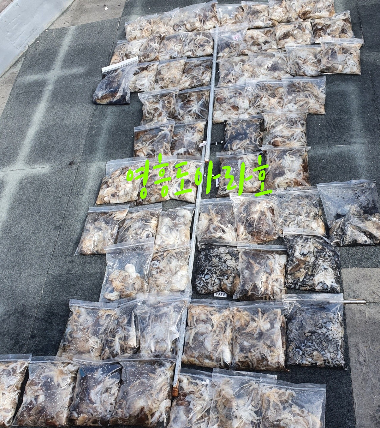 [아라호] 9월 3일 주꾸미출조 조황