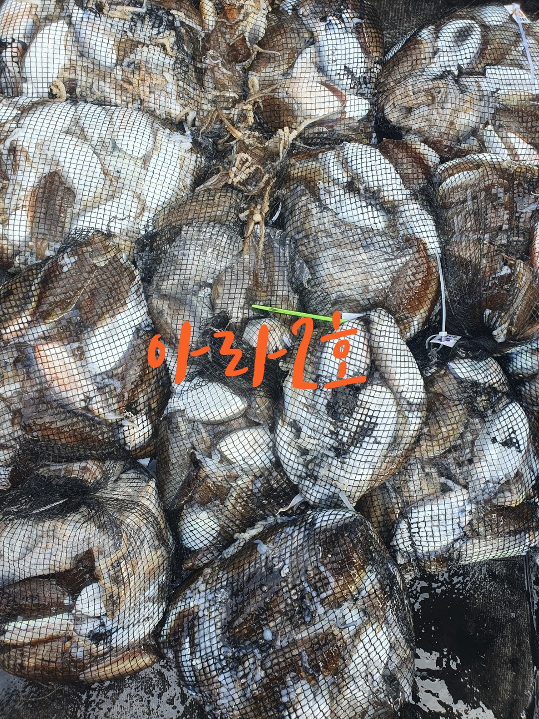 [아라2호] 9월 22일 조황