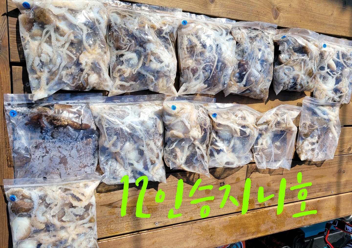 [지니호] 9월 8일 조황 (쭈갑출조)