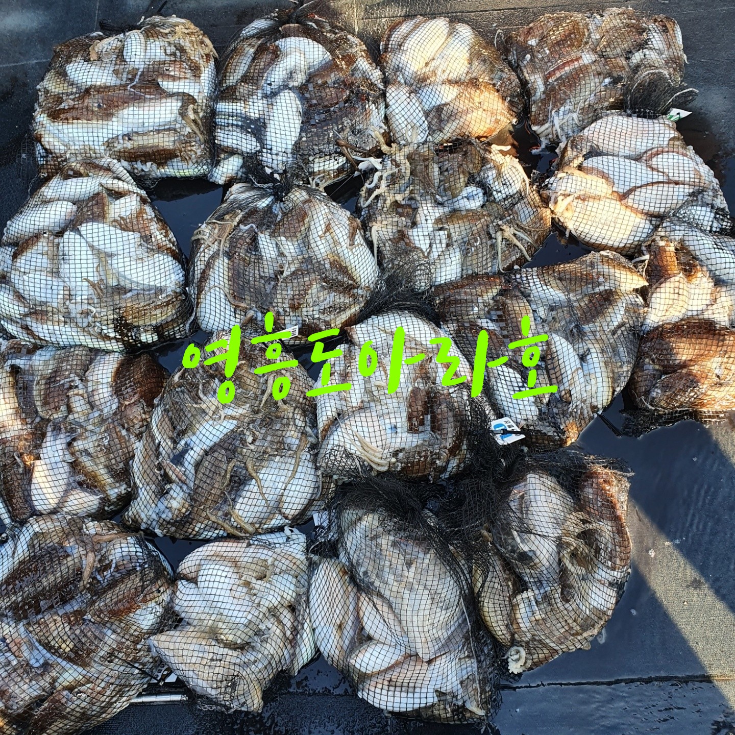 [아라호] 9월 29일 조황